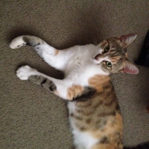 No photo for Lily*On Trial With My New Family*