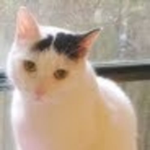 No photo for Lilycat