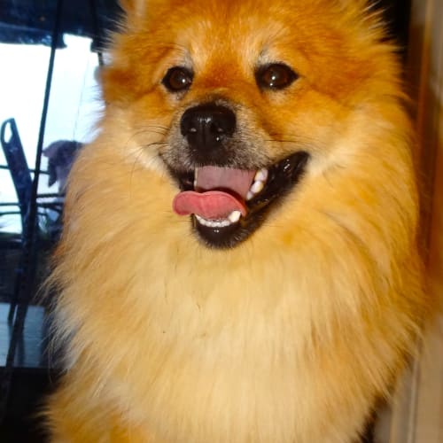 Chester (On Trial 2/1/12)