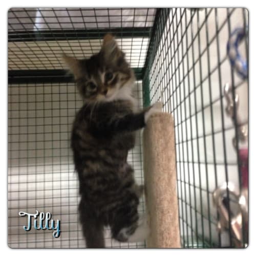 No photo for Tilly   Kitten Medium Hair