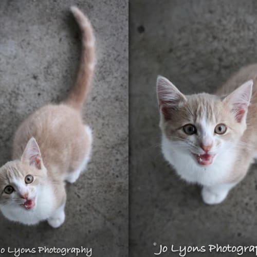 No photo for Pound Cats | Garfield