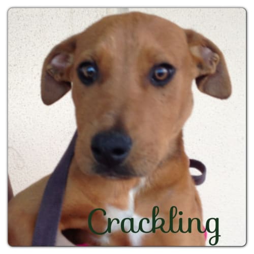 No photo for Cracking