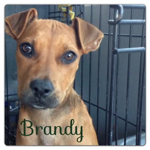 No photo for Brandy