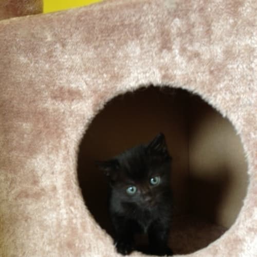 Nala