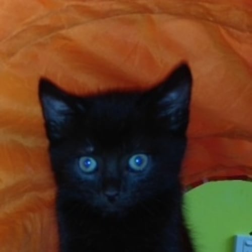 Bruce