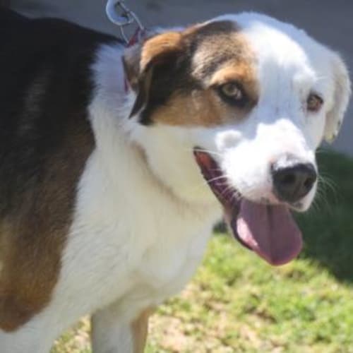 No photo for Trooper Great With Dogs,Cats And Kids