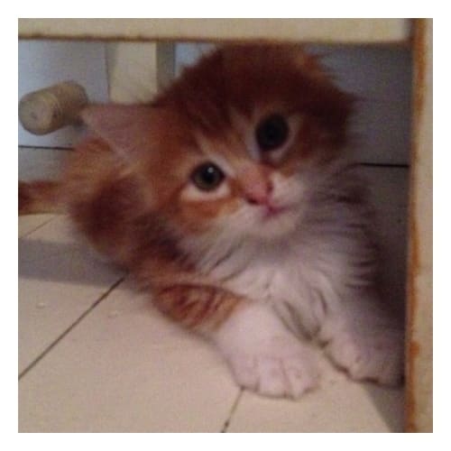 Styles (Adoption Pending)