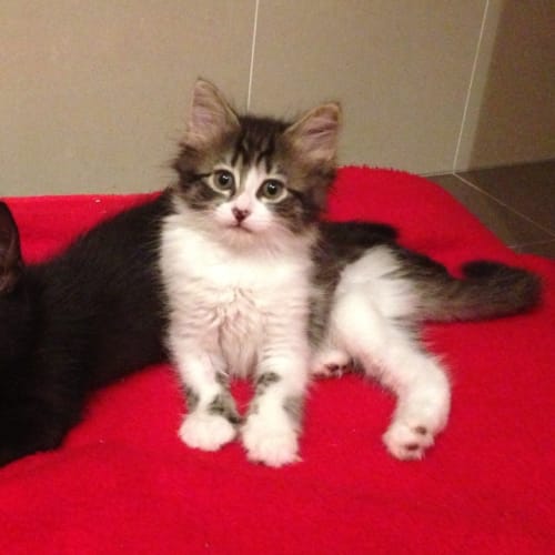 No photo for Naema (F) And Snow (M)