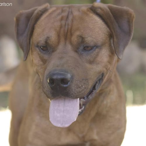 No photo for Dozer