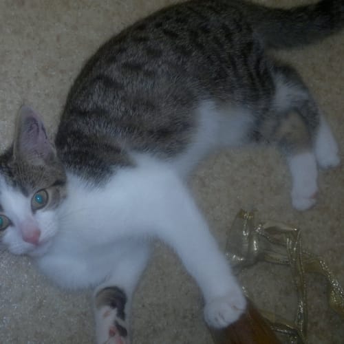 No photo for Romeo