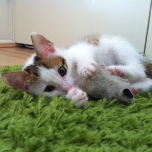 No photo for Squeak