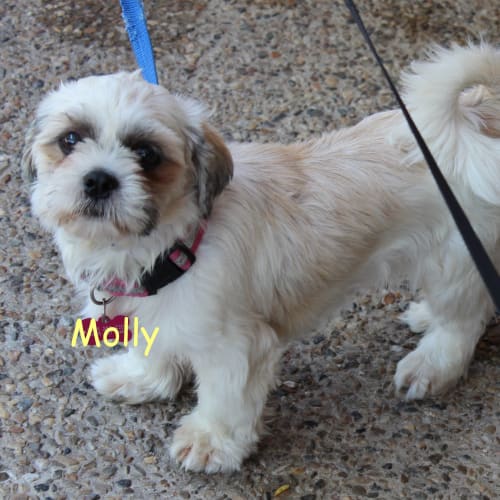Molly