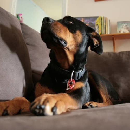No photo for Cheeky Chainy Foster Or Adopt