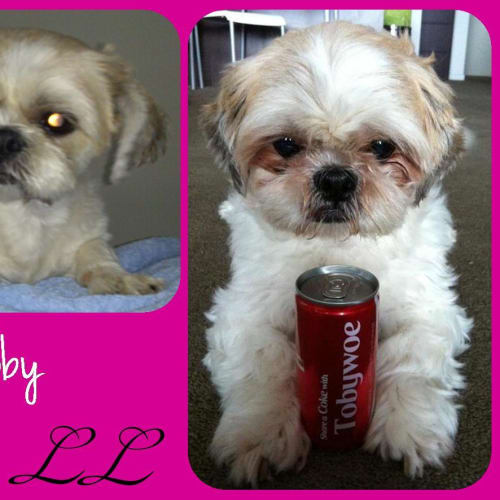 Toby