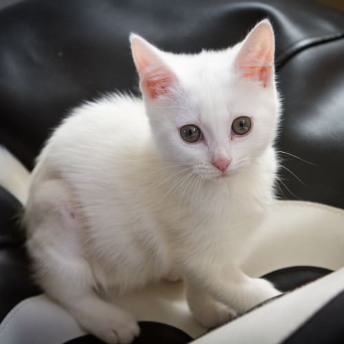 Elsie