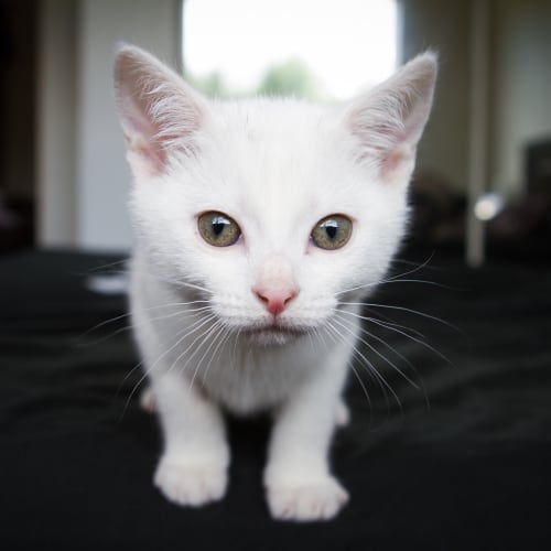 Emmi