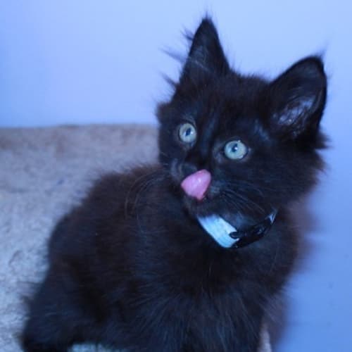 No photo for Fluff Ball * Adoption Pending*