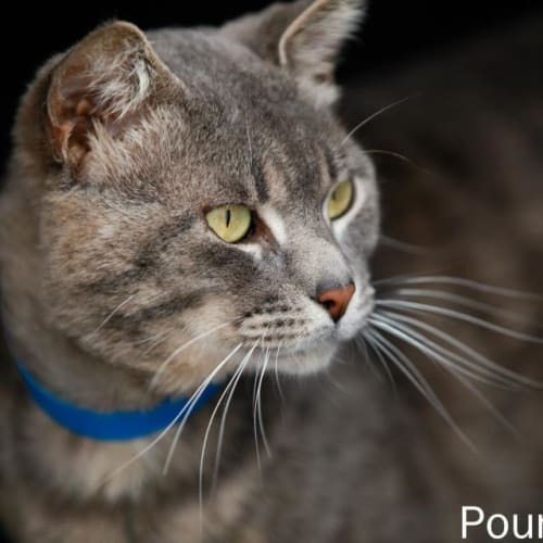 No photo for Pound Cats | Zeus