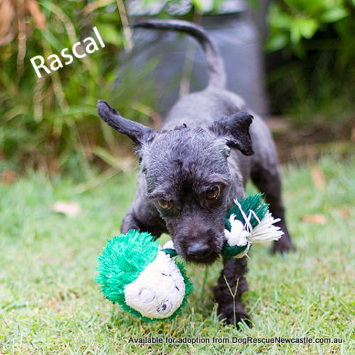 Rascal (On Trial 28/12/12)
