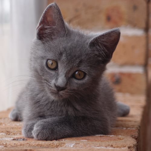 Rosie