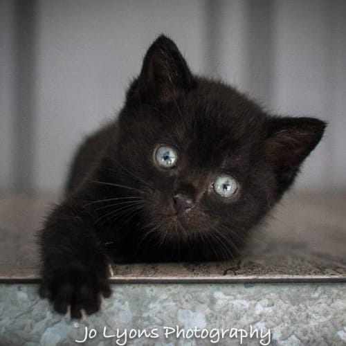 No photo for Pound Cats | Dumpling