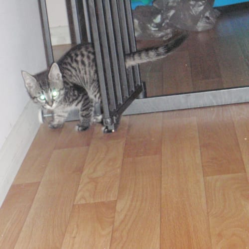 No photo for Stripes*On Trial, No More Calls Please*