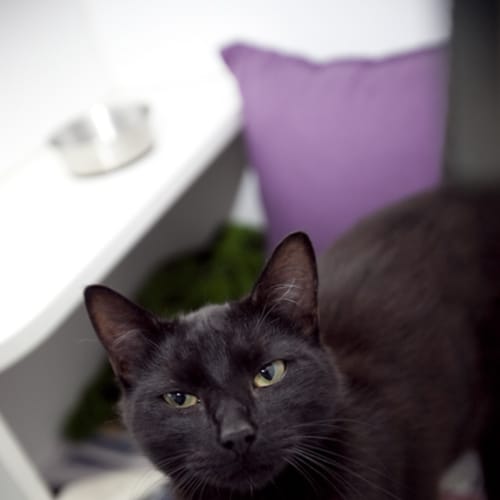 No photo for Gatto