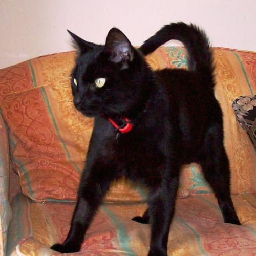 No photo for Sumiko