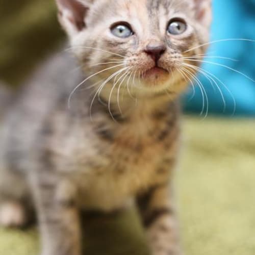 No photo for Pound Cats | The Suitcase Kittens | Poppy