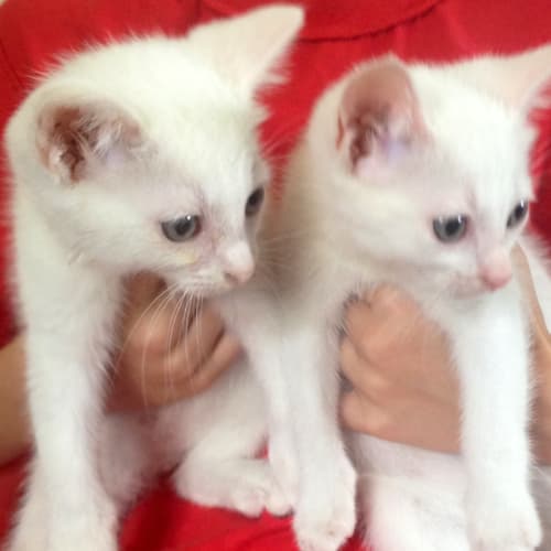 No photo for Pound Cats | Mork And Mindy