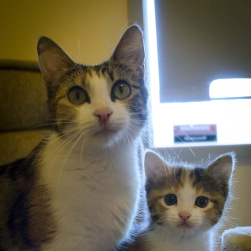 No photo for Pound Cats | Suzie