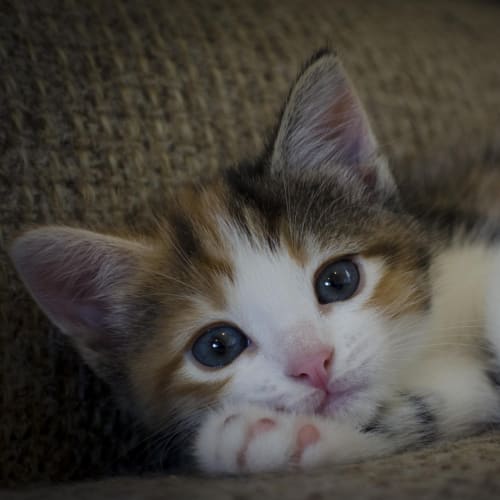 No photo for Pound Cats | Lily