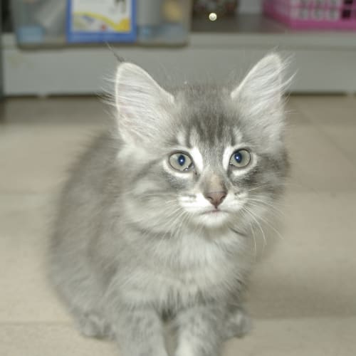 No photo for Mary Kate, On Trial With Her New Family