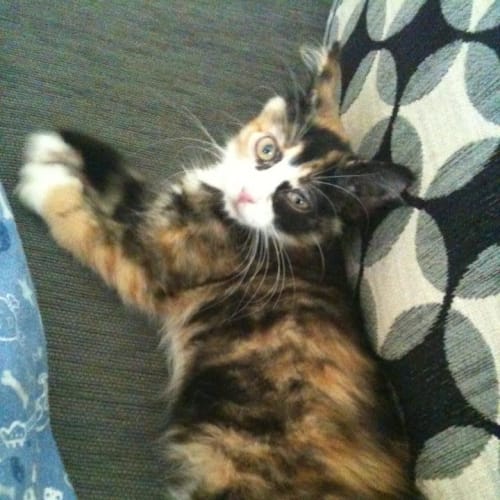 No photo for Cleo