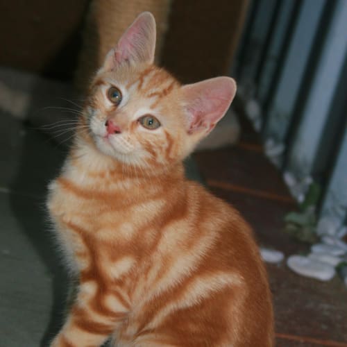 No photo for Rusty **On Trial In My New Home**