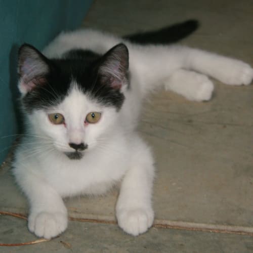No photo for Alladin **On Trial In My New Home**