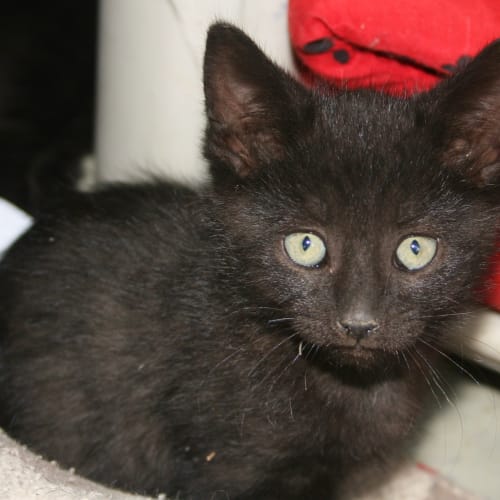 No photo for Darcy **On Trial In My New Home**