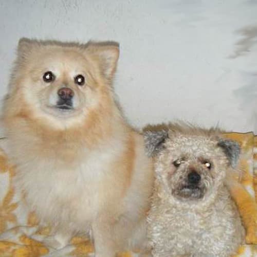 No photo for Cherry & Lou Male & Female To Be Adopted Together