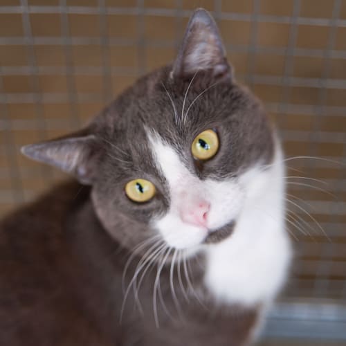 No photo for Bob Id10851   He'll Pull On Your Heartstrings