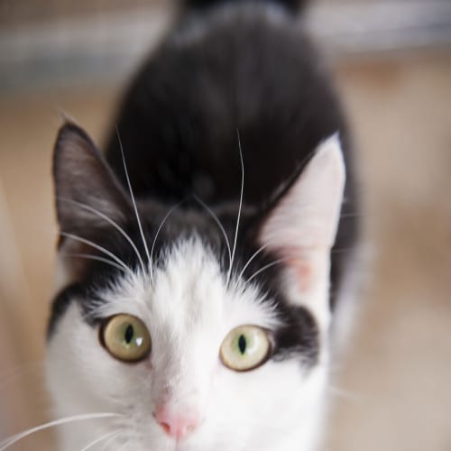 No photo for Molly Id11457. Did You Have A Merry Christmas? 