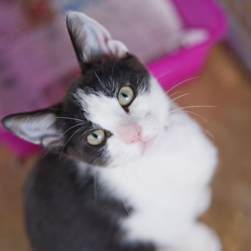 No photo for Terry Id9532. Bundle Of Love With A Pink Nose!