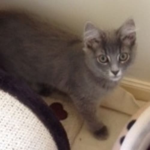 No photo for Grey Fluffy  *Adoption Day 27/01/2013*