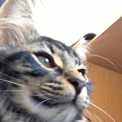 No photo for Lionel  *Adoption Day 27/01/2013*