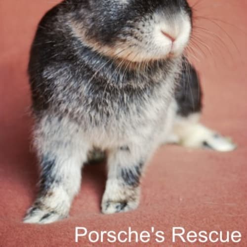 Sybil -Desexed and Vaccinated