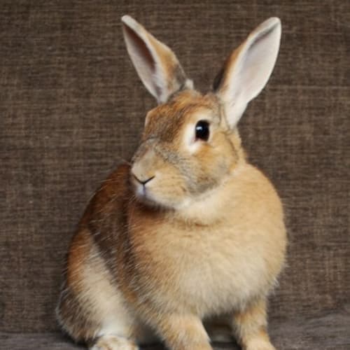 Bells Desexed and Vaccinated