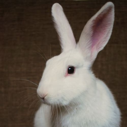 Jingle - Desexed and Vaccinated