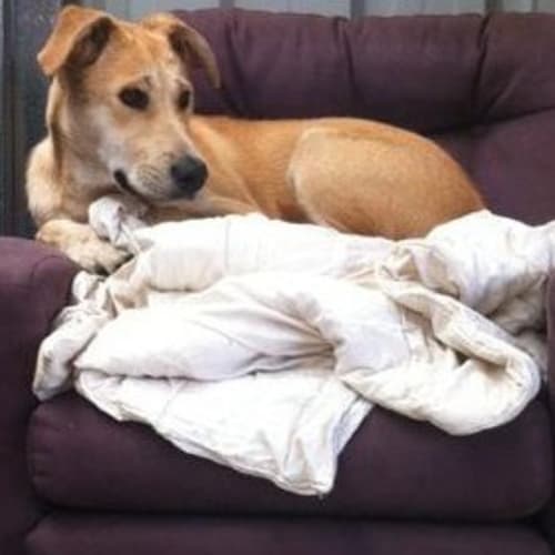 Pixie-12 month lab x dingo pup