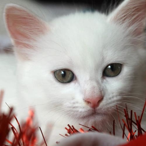 No photo for Pound Cats | Snowy