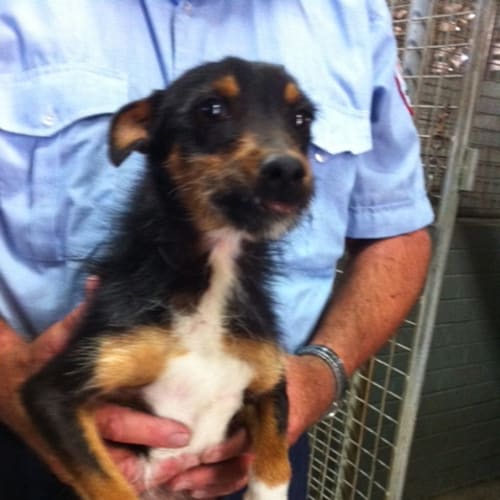 Bilbo Adoption Pending