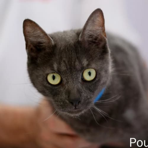 No photo for Pound Cats | Rosco